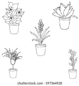 Houseplants. Sketch by hand. Pencil drawing by hand. Vector image. The image is thin lines.
