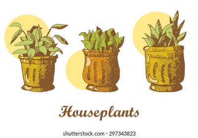 Houseplants sketch. Card on wooden texture. Vector isolated illustration