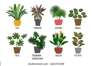 Houseplants. Tropical plants in pots. Exotic flowers. Cycas, Stromanthe, Livistona, Marania, Fatsia, Phliodendron Bipinnatifidum, Strelizia, Fisus Belize