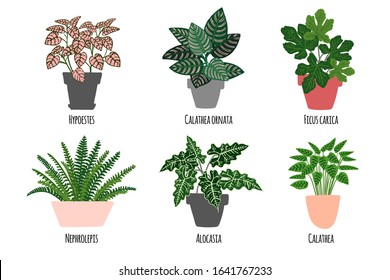 Houseplants. Tropical plants in pots. Exotic flowers. Hypostes, Calathea ornata, Ficus carica, Nephrolepls, Alocasia, Calathea