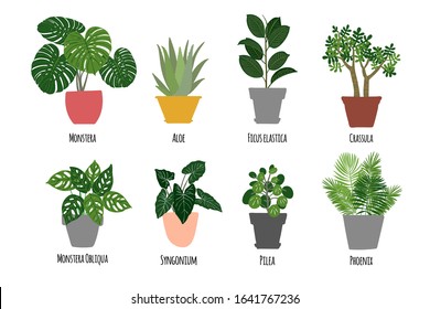 Houseplants. Tropical plants in pots. Exotic flowers. Monstera, Aloe, Ficus elastica, Crassula, Monstera Obliqua, Syngonium, Pilea, Phoentx