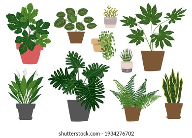 Houseplants. Tropical plants in pots. Exotic flowers. Cycas, Stromanthe, Livistona, Marania, Fatsia, Phliodendron Bipinnatifidum, Strelizia, Fisus Belize