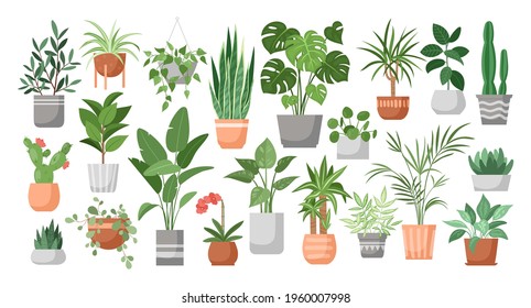 Houseplants. Vector set of decor house plant, succulents in pot. Indoor exotic flowers with stems and leaves. Monstera, ficus, pothos, yucca, dracaena, cacti, snake plant for home and interior - Shutterstock ID 1960007998