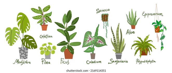 Houseplants vector set of illustrations. Urban jungles. Plants are friends. Culd be used for web, notebook, phone case, etc