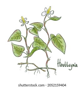 Houttuynia cordata, also known as fish mint, fish leaf, rainbow plant, chameleon plant, heart leaf, fish wort, or Chinese lizard tail. Vector illustration.