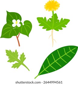 Houttuynia cordata, mugwort, dandelion, loquat leaves