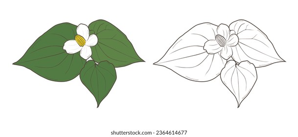 houttuynia flowers and leaves. Houttuynia cordata, Cosmetic and medical plant. Vector hand drawn illustration