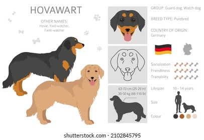 Hovawart dog clipart. Different poses, coat colors set.  Vector illustration