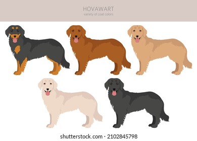 Hovawart dog clipart. Different poses, coat colors set.  Vector illustration