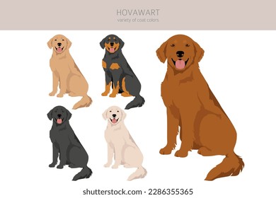 Hovawart dog clipart. Different poses, coat colors set.  Vector illustration