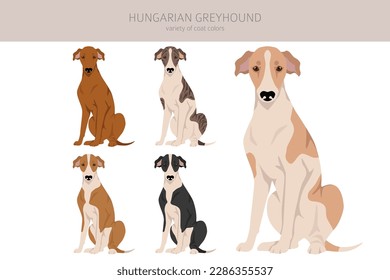 Hovawart dog clipart. Different poses, coat colors set.  Vector illustration