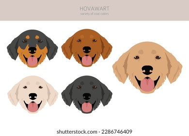 Hovawart dog clipart. Different poses, coat colors set.  Vector illustration