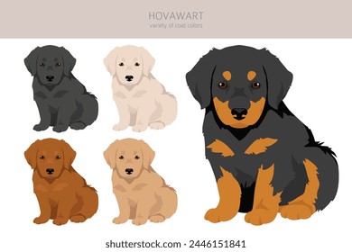 Hovawart dog puppy clipart. Different poses, coat colors set.  Vector illustration