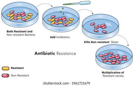 How Antibiotic or anti microbial drug resistance occur in laboratory petri dish illustration. 