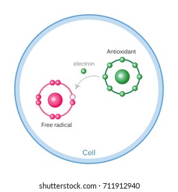 How Antioxidants Work On Free Radicals Damage. Oxidation stress. Vector illustration flat design