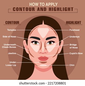 How to apply your contour and highlighter way infographic chart. Vector illustration with makeup and beauty tips. Face zones for contour or highlighter correction. Brown infographic chart.