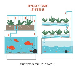  How the Aquaponics system works. Growing plants in the greenhouse. Types of growing plants  aquaculture cultivation. Hydroponics, aquaponics. Smart farm concept. 