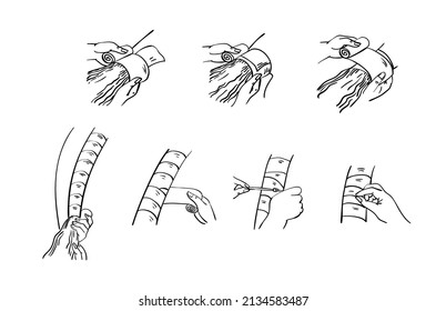 How to bandage horse tail - a simple tips instruction. Line art style infographic.