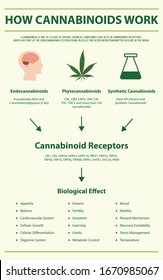 How Cannabinoids Work vertical infographic illustration about cannabis as herbal alternative medicine and chemical therapy, healthcare and medical science vector.