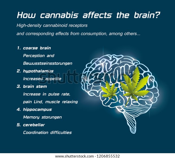 How Cannabis Affects Brain Stock Vector (Royalty Free) 1206855532