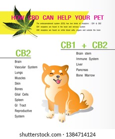how cbd can help your pet? receptors cb1 and cb2