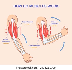 How do muscles work. Educational anatomical diagram showing process of contraction and relaxation of arm muscles. Biceps and triceps movements during sports exercise. Cartoon flat vector illustration
