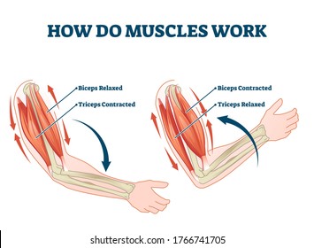 How do muscles work labeled principle explanation scheme vector illustration. Anatomical and physical movement process example with biceps relaxed and triceps contracted. Educational comparison graph.
