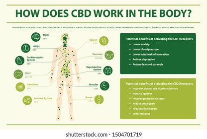 How Does CBD Work in the Body horizontal infographic illustration about cannabis as herbal alternative medicine and chemical therapy, healthcare and medical science vector.