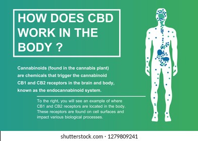 how does cbd work in the body,human endocannabinoid system effect on body,vector on background.