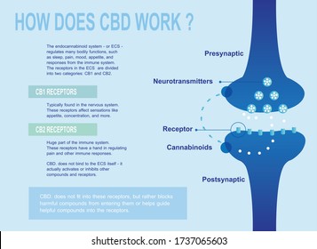 how does cbd work and human endocannabinoid system is CB1,CB2 and 
 affects the human body and brain.