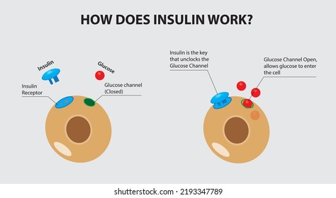 How Does Insulin Works Your Insulin Stock Vector (Royalty Free ...