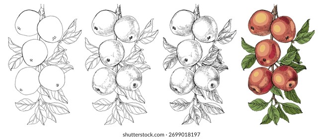 How to draw an apple branch step by step