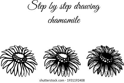 How to draw chamomile step by step vector illustration. Drawing tutorial