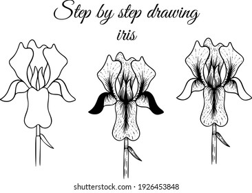 How to draw iris step by step vector illustration. Drawing tutorial