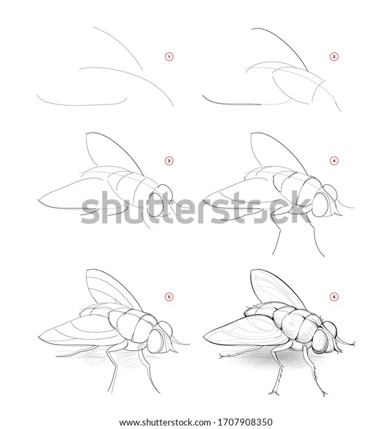 How Draw Sketch Fly Creation Step Stock Vector (Royalty Free) 1707908350