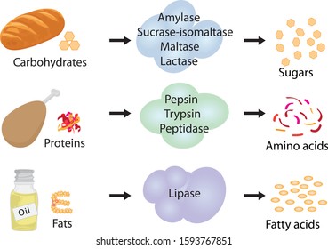 583 Protein digesting enzyme Images, Stock Photos & Vectors | Shutterstock