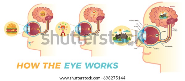 How\
the eye works. Three different variations. \
Basic graphic elements\
for building educational material about the eyes.\
