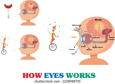 How the eyes work illustration
