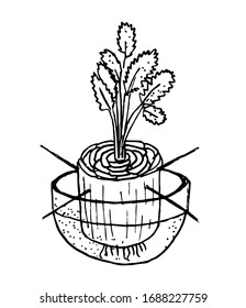 How to germinate celery. Line art, hand drawn vector
