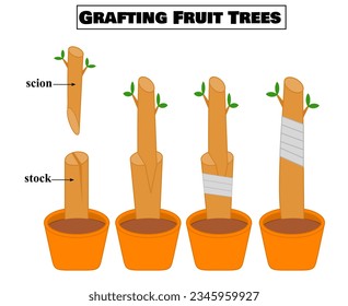 How to grafting fruit trees.Vegetative reproduction.Botany.Propagation or transplant of plants.Graftage diagram.Bark graft.Gardening.Science or biology infographic.Cartoon vector illustration.