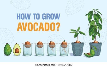 How Grow Avocado Bone Avocado Sprouting Stock Vector (Royalty Free ...