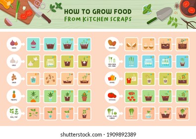 How to grow food from kitchen scraps infographic: how to grow vegetables from leftovers step by step guide, healthy sustainable living concept