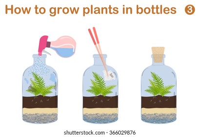 How to grow plants in bottles. Terrariums with tree.