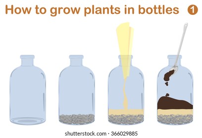 How to grow plants in bottles. Terrariums with tree.