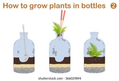 How to grow plants in bottles. Terrariums with tree.