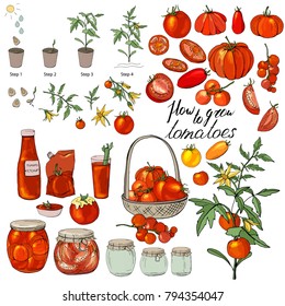 How to grow tomatoes. Isolated fresh vegetables, different sorts. Food made of tomatoes
