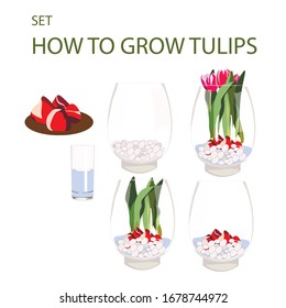 
How to grow tulips. 
Vector tulip bouquet in vase. 
tulip bulbs vector