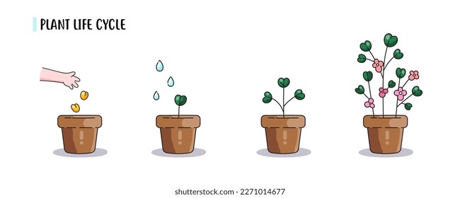 How to grown plants instrustion. Cute minimal cartoon plants and flowers life cycle from seeding in pot to flowering result. Vector isolated illustrations white background.