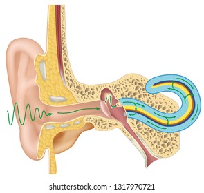 How the human ear hears