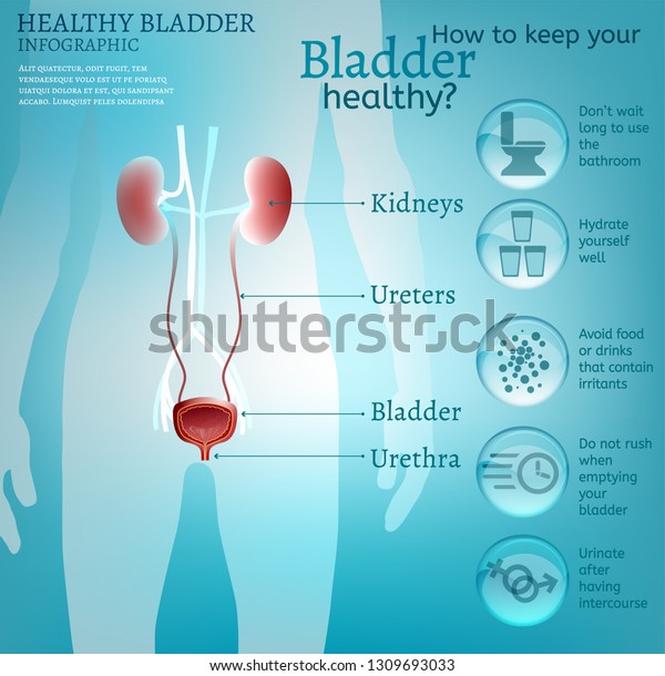 Cómo Mantener La Vejiga Sana Infografía Médica Con Datos útiles Sobre El Sistema Urinario 